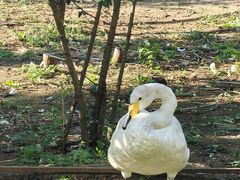-沈阳鸟岛