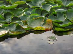 -新江湾城公园