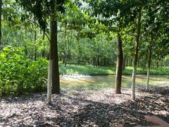 -合肥滨湖国家森林公园