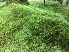 -西芳寺(苔寺)