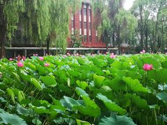 -四川大学(望江校区)
