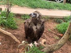 -西霞口神雕山野生动物世界