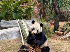 -灵玲国际马戏城