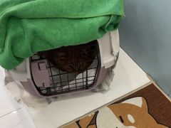 -纳吉亚猫专科动物诊疗中心(蒋宅口分院)