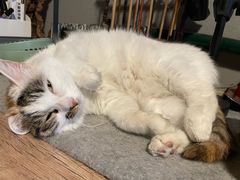 -瑞派名望志远动物医院·猫科·內科·异宠专科(直港大道店)