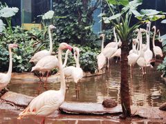 -海南热带野生动植物园