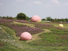 -空港花田景区
