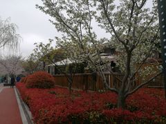 -高东镇樱花园