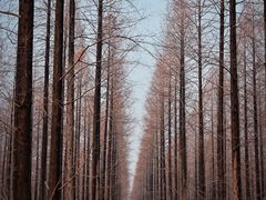 -黄海国家森林公园