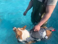 -趣玩宠物乐园寄养训犬训狗游泳池