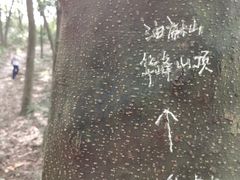 -黄埔油麻山森林公园