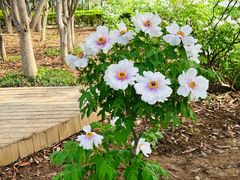 -洛阳市隋唐城遗址植物园