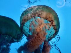 -太平洋海底世界