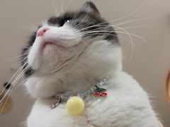 -海边的猫和咖啡馆