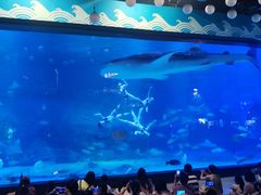 -烟台海昌鲸鲨海洋公园