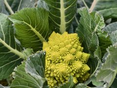 -中国天府农业博览园