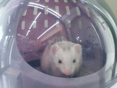 -爱侣宠医·鹦鹉专科·小型哺乳类·异宠专科(灵石路店)