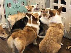 -柯斗斗主题餐厅·狗咖·围炉煮茶·茶饮(国瑞升平里店)