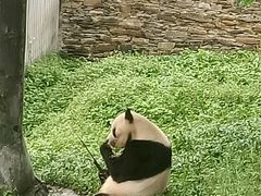 -卧龙中华大熊猫苑神树坪基地