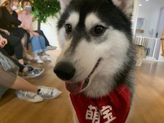 -Husky Go! 哈士奇体验馆·宠物咖啡厅狗咖