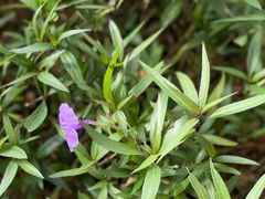 -瑰丽酒店·海吧·天际下午茶·现场DJ·天台酒吧
