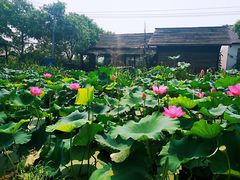 -七的湖·晚芳亭·阳澄湖农家菜·大闸蟹(莲花岛店)