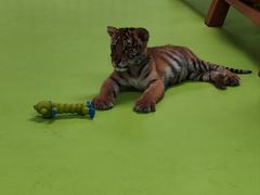 -北京野生动物园