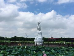 -荷塘月色湿地公园·向阳花洲