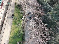 -武汉大学-樱园