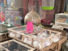 -中环花鸟鱼虫市场