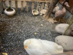 -AKIMOTO秋本寿司(双井店)