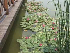 -红莲湖