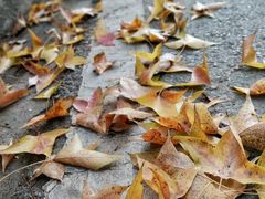 -上海市保健医疗中心