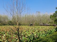 -合肥滨湖国家森林公园