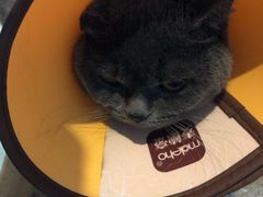 -瑞派名望24h动物医院异宠专科·猫专科·骨科·重症监护分院