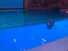 -芜湖新华联大白鲸海洋公园