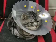 -纳吉亚猫专科动物医院博雅分院