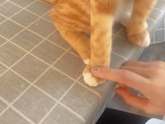 -海边的猫和咖啡馆