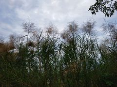-福田红树林生态公园