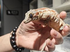 -酷以爬仙阁实体爬宠店·守宫·蜥蜴·专业繁育