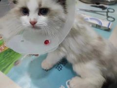 -佳怡动物医院·平价24小时·猫专科骨外科