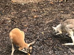 -清迈夜间动物园