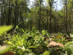 -桤木河湿地公园