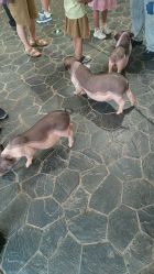 -Zoolung Zoolung动物主题公园(海信广场店)