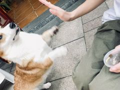 -柯斗斗主题餐厅·狗咖·围炉煮茶·茶饮(国瑞升平里店)