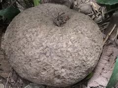 -呀诺达热带雨林