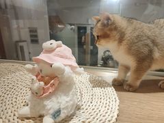 -南京Hallo宠物乐园·哈罗犬舍·柴犬繁育基地