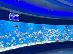 -合肥海洋世界