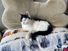 -爱侣宠医·鹦鹉专科·小型哺乳类·异宠专科(灵石路店)