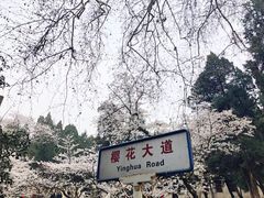 -武汉大学-樱园